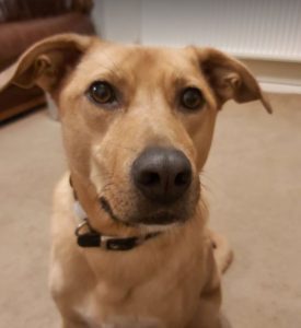 Einstein a tan coloured Romanian rescue dog | 1 Dog at a Time Rescue UK