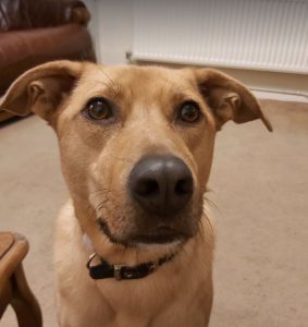 Einstein a tan coloured Romanian rescue dog | 1 Dog at a Time Rescue UK