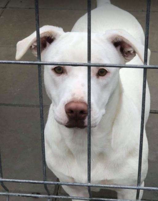 Emma a white Romanian rescue puppy a10_1 Dog at a Time Rescue UK Emma a white Romanian rescue puppy | 1 Dog at a Time Rescue UK