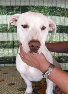 Emma a white Romanian rescue puppy | 1 Dog at a Time Rescue UK