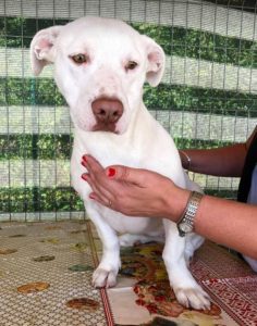 Emma a white Romanian rescue puppy | 1 Dog at a Time Rescue UK