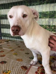 Emma a white Romanian rescue puppy | 1 Dog at a Time Rescue UK