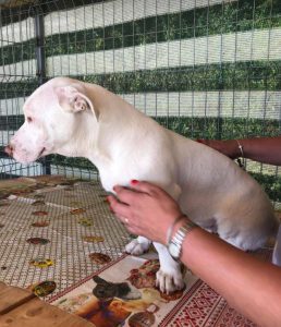 Emma a white Romanian rescue puppy | 1 Dog at a Time Rescue UK