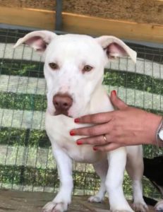Emma a white Romanian rescue puppy | 1 Dog at a Time Rescue UK