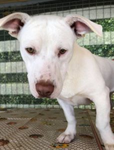 Emma a white Romanian rescue puppy | 1 Dog at a Time Rescue UK