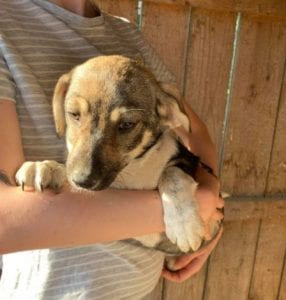 Frida a white and brown Romanian rescue dog | 1 Dog at a Time Rescue UK