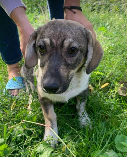 Frida a white and brown Romanian rescue dog 16_1 Dog at a Time Rescue UK Frida a white and brown Romanian rescue dog | 1 Dog at a Time Rescue UK