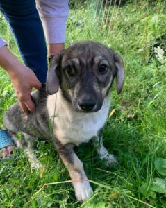 Frida a white and brown Romanian rescue dog | 1 Dog at a Time Rescue UK