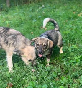 Frida a white and brown Romanian rescue dog | 1 Dog at a Time Rescue UK