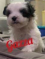 Gazza a Romanian rescue puppy ¦ 1 Dog at a Time Rescue UK