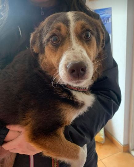 Gracie a brown and tan Romanian rescue dog 1 ¦ 1 Dog at a Time Rescue UK Gracie a brown and tan Romanian rescue dog ¦ 1 Dog at a Time Rescue UK