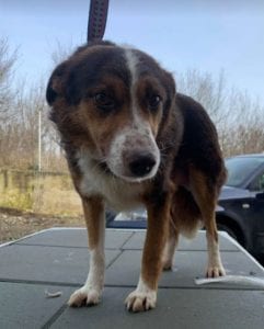 Gracie a brown and tan Romanian rescue dog ¦ 1 Dog at a Time Rescue UK