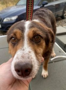 Gracie a brown and tan Romanian rescue dog ¦ 1 Dog at a Time Rescue UK