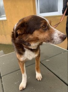 Gracie a brown and tan Romanian rescue dog ¦ 1 Dog at a Time Rescue UK