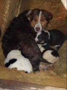 Gracie a brown and tan Romanian rescue dog ¦ 1 Dog at a Time Rescue UK