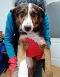 Gracie a brown and tan Romanian rescue dog ¦ 1 Dog at a Time Rescue UK