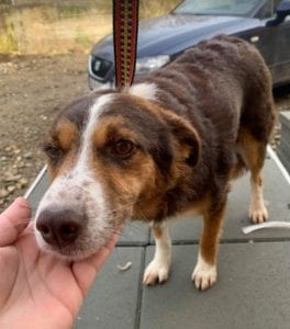 Gracie a brown and tan Romanian rescue dog ¦ 1 Dog at a Time Rescue UK