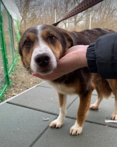 Gracie a brown and tan Romanian rescue dog ¦ 1 Dog at a Time Rescue UK