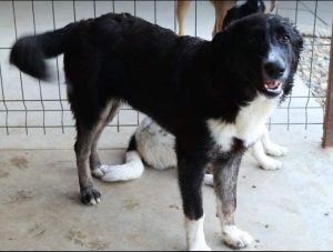 India a black and white Romanian rescue dog | 1 Dog at a Time Rescue UK