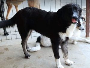 India a black and white Romanian rescue dog | 1 Dog at a Time Rescue UK