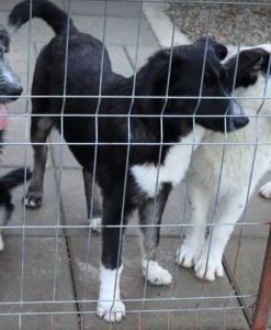 India a black and white Romanian rescue dog | 1 Dog at a Time Rescue UK