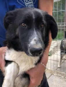 India a black and white Romanian rescue dog | 1 Dog at a Time Rescue UK