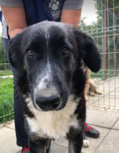 India a black and white Romanian rescue dog | 1 Dog at a Time Rescue UK