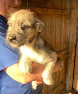 Inka a faun coloured Romanian rescue dog | 1 Dog at a Time Rescue UK