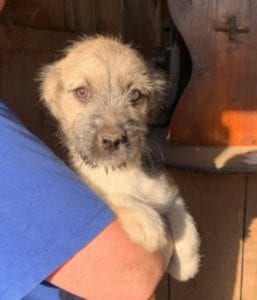 Inka a faun coloured Romanian rescue dog | 1 Dog at a Time Rescue UK