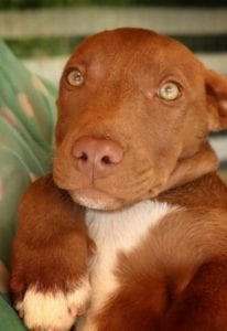 Jamie a brown Romanian rescue puppy | 1 Dog at a Time Rescue UK