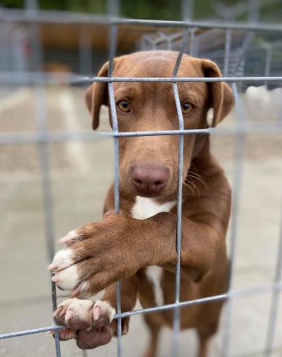 Jamie a brown Romanian rescue puppy | 1 Dog at a Time Rescue UK