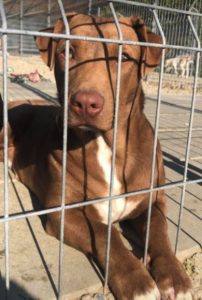 Jamie a brown Romanian rescue puppy | 1 Dog at a Time Rescue UK