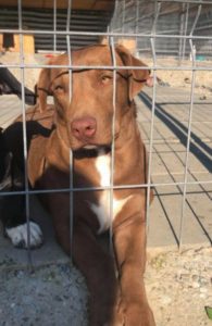 Jamie a brown Romanian rescue puppy | 1 Dog at a Time Rescue UK