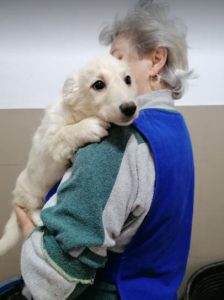Jasper a cream Romanian rescue dog | 1 Dog at a Time Rescue UK