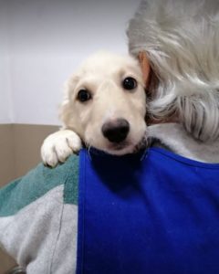 Jasper a cream Romanian rescue dog | 1 Dog at a Time Rescue UK