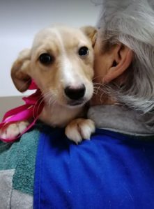 Jenna a faun Romanian rescue dog | 1 Dog at a Time Rescue UK