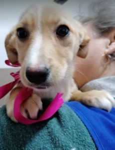 Jenna a faun Romanian rescue dog | 1 Dog at a Time Rescue UK