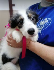 Jessie a black and white Romanian rescue dog | 1 Dog at a Time Rescue UK