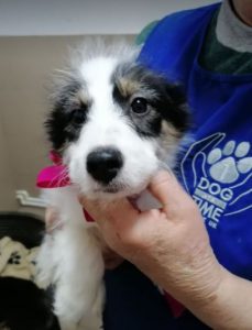 Jessie a black and white Romanian rescue dog | 1 Dog at a Time Rescue UK