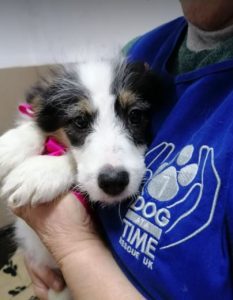 Jessie a black and white Romanian rescue dog | 1 Dog at a Time Rescue UK