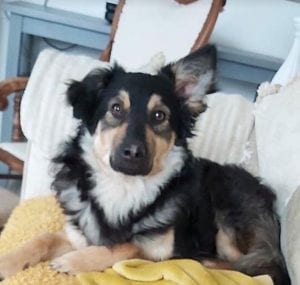 Jimmy medium sized black and tan Romanian Rescue Dog | 1 Dog at a Time Rescue UK