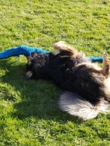 Jimmy medium sized black and tan Romanian Rescue Dog | 1 Dog at a Time Rescue UK