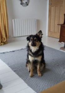 Jimmy medium sized black and tan Romanian Rescue Dog | 1 Dog at a Time Rescue UK