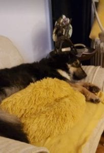 Jimmy medium sized black and tan Romanian Rescue Dog | 1 Dog at a Time Rescue UK