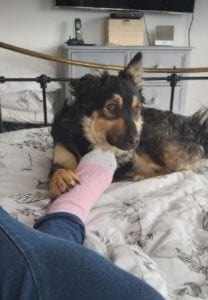 Jimmy medium sized black and tan Romanian Rescue Dog | 1 Dog at a Time Rescue UK