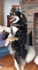Jimmy medium sized black and tan Romanian Rescue Dog | 1 Dog at a Time Rescue UK
