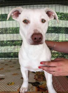 Joey a white Romanian rescue puppy | 1 Dog at a Time Rescue UK