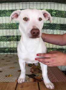 Joey a white Romanian rescue puppy | 1 Dog at a Time Rescue UK