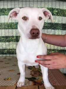 Joey a white Romanian rescue puppy | 1 Dog at a Time Rescue UK