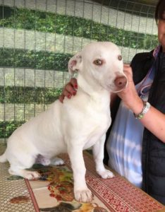 Joey a white Romanian rescue puppy | 1 Dog at a Time Rescue UK